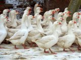 Арзамасская порода гусей в Новосиле