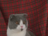 Шотландская вислоухая кошка в Томске