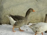 Ландская порода гусей в Донском