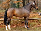 Вестфальская лошадь в Гае