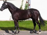 Вестфальская лошадь в Чебоксарах