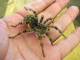 Южнорусский тарантул в Чебоксарах