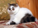 Экзотическая короткошерстная кошка в Московском