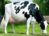 Голландская корова в Белоусово