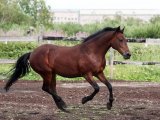 Русская рысистая лошадь в Томске