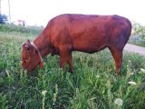 Красная степная корова в Гае