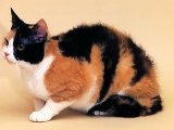 Американская жесткошерстная кошка в Самаре