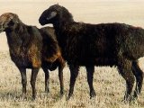 Курдючные овцы в Новосиле