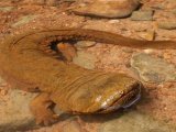 Японская исполинская саламандра в Приволжском