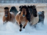 Якутская лошадь в Фокино