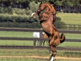Карабахская лошадь в Белоусово