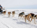 Упряжная собака в Снежногорске