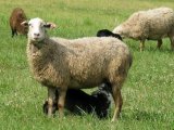 Кавказская овца в Лосино-Петровском