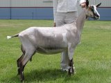 Альпийская коза в Оханске