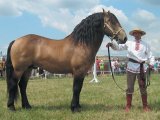 Белорусская упряжная лошадь в Кургане