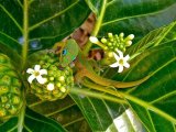 Зелёный геккон в Чебоксарах
