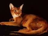 Абиссинская кошка в Саранске