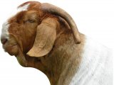 Бурская коза в Кизилюрте