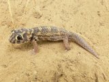 Сцинковый геккон в Кургане