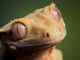 Реснитчатый геккон в Гае