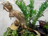 Листохвостый геккон в Гае