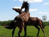 Русская рысистая лошадь в Арсеньеве