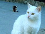 Анатолийская кошка в Стрежевом