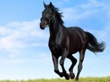 Кабардинская лошадь в Кургане