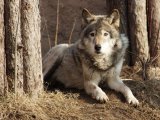 Сарлосская волчья собака в Барнауле