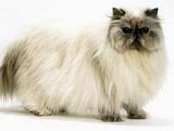 Гималайская кошка в Мариинском Посаде