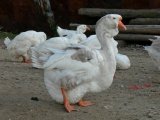 Холмогорская порода гусей в России