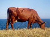 Красная степная корова в Бредах