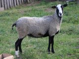 Романовские овцы в Дорогобуже