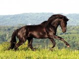 Карачаевская лошадь в Гае