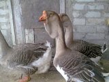 Холмогорская порода гусей в Новосиле