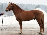 Финская лошадь в Заинске