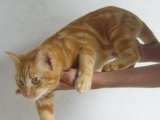 Бразильская короткошерстная кошка в Абакане