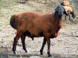 Гиссарские овцы в Теберде
