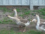Переяславская порода гусей в России