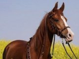 Киргизская лошадь в Гае