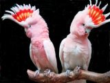 Попугай какаду в Белоусово