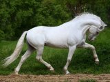 Андалузская лошадь в Белоусово