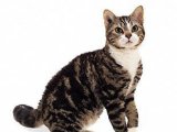 Американская жесткошерстная кошка в Майкопе