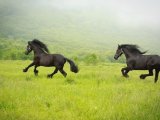 Фризская лошадь в Новосиле