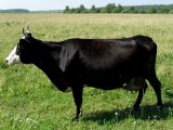 Ярославская корова в Кургане