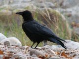 Ворона черная в Арсеньеве