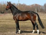 Вестфальская лошадь в Купино