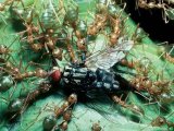 Бродячие муравьи в Гае