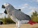 Попугай Жако в России
