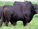 Абердин-ангусская корова в Долгопрудном